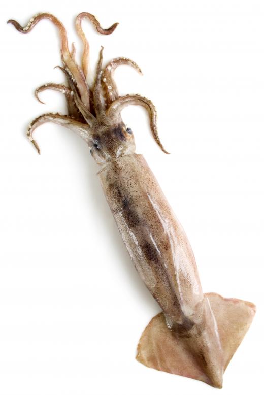 Some types of squid live in the waters around Antarctica.