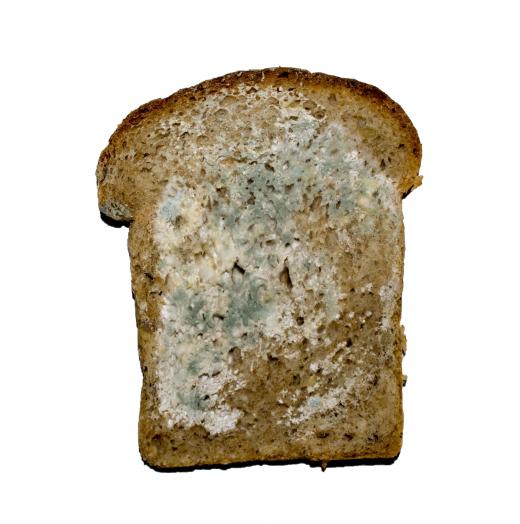 Bread mold is one of the most frequent molds sighted by humans.