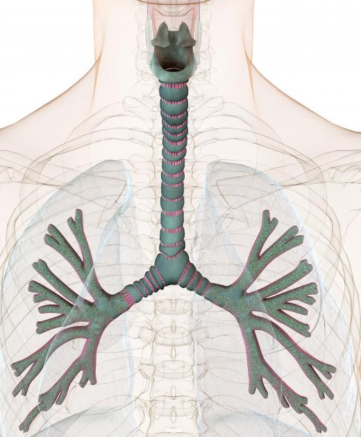 Respiration involves breathing in oxygen and breathing out carbon dioxide.