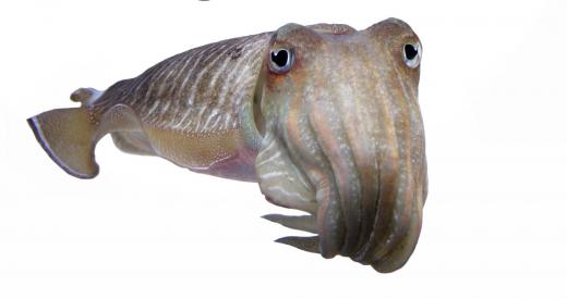 An animal behaviorist who is interested in animal communication might study cuttlefish, which are marine cephalopods that communicate by changing skin color.