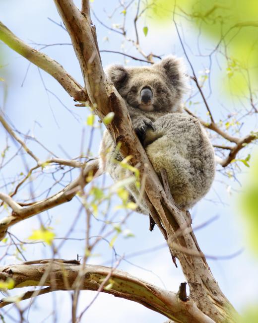 Marsupial young, like those of Australia's koala, continue to develop in a special pouch after birth.