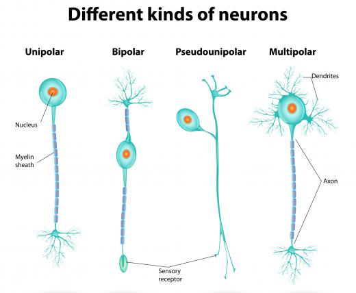 Research suggests that peptide fiber clumps attach themselves to neurons in the brain, causing dementia.