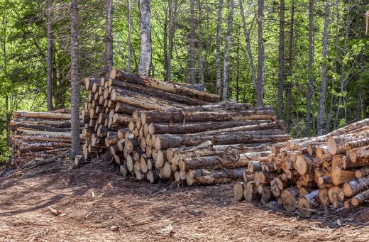 Warpage costs the logging industry millions of dollars each year.