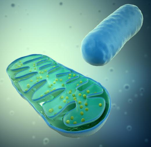 The inner mitochondrial membrane helps to produce ATP, while the outer mitochondrial membrane acts as a filter.