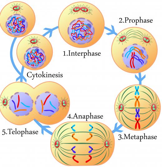 Mitogen is something that triggers the process of mitosis.