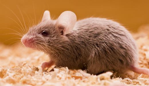 What is a humane mouse trap, and why does it matter?