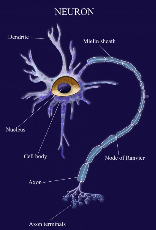 Tau protein interacts with a compound called tubulin to strengthen the neural tubes in the axons of neurons.