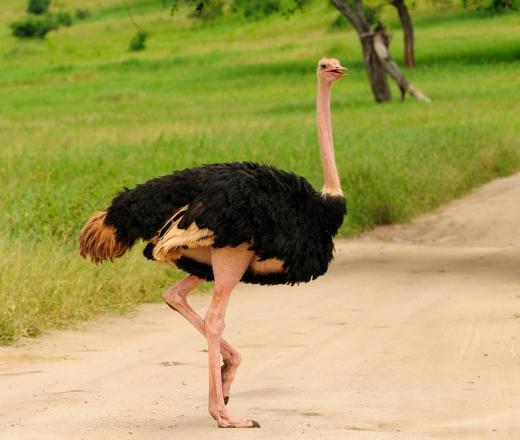 Some Birkin bags are made of ostrich skin.