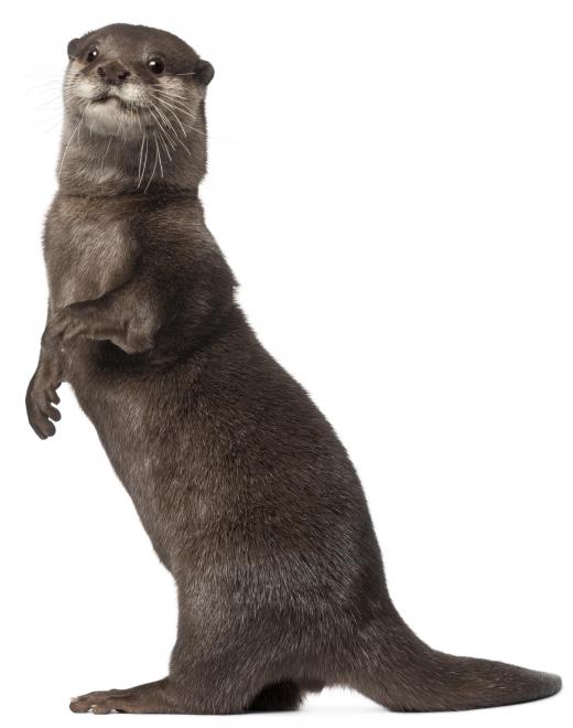 An otter, a type of mammal.