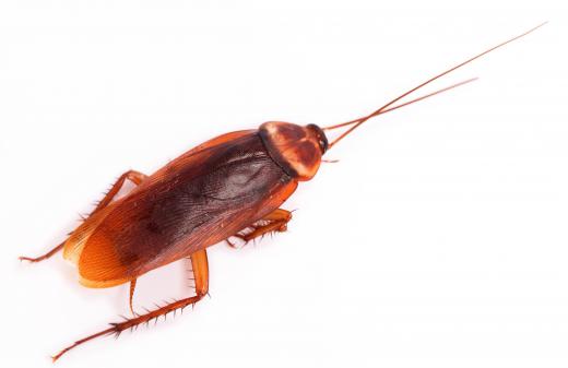 Some forms of microbial insecticides may be used to kill cockroaches.