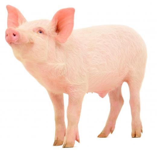 Agricultural science includes the study of common farm animals, such as cows and pigs.