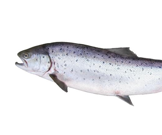 Salmon are one type of fish raised via aquaculture.