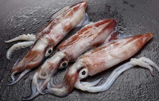 It is unlikely that the bloop comes from a squid.