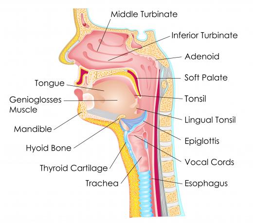 The tongue is not divided into taste sections.