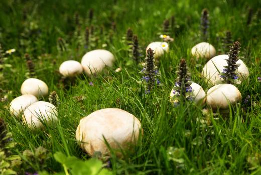 Puffball mushrooms are edible before they reach maturity.