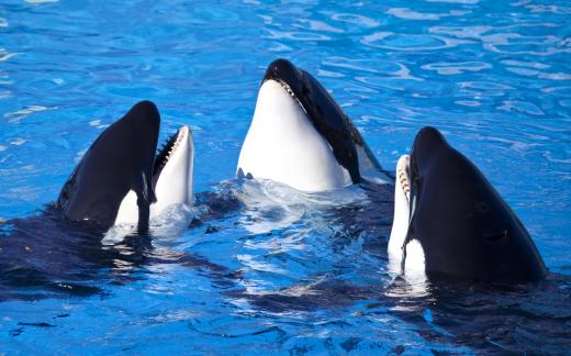 Killer whales live in the waters off Antarctica.