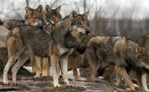 Population growth of a predator species, such the wolf, can pose a problem for farmers and ranchers.