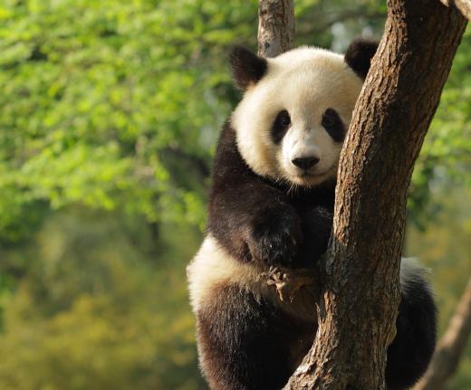 Young giant panda in a tree.