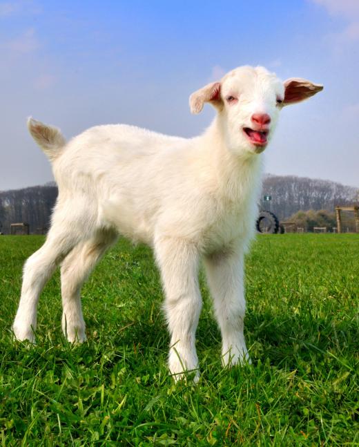 Scrapie is a prion-based disease that affects goats and sheep.