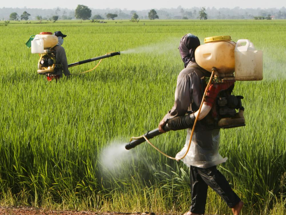 What Is The Difference Between Pesticide And Herbicide