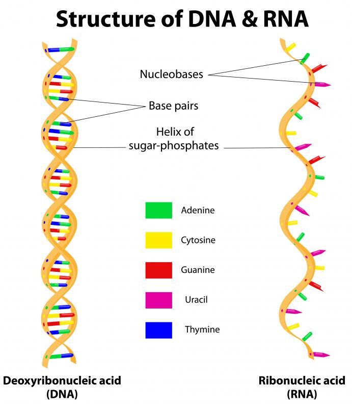 What Is Double Stranded Rna With Pictures