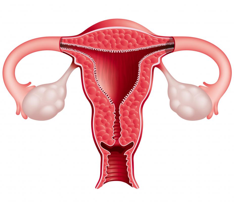 what-are-the-common-causes-of-a-thin-uterus-lining